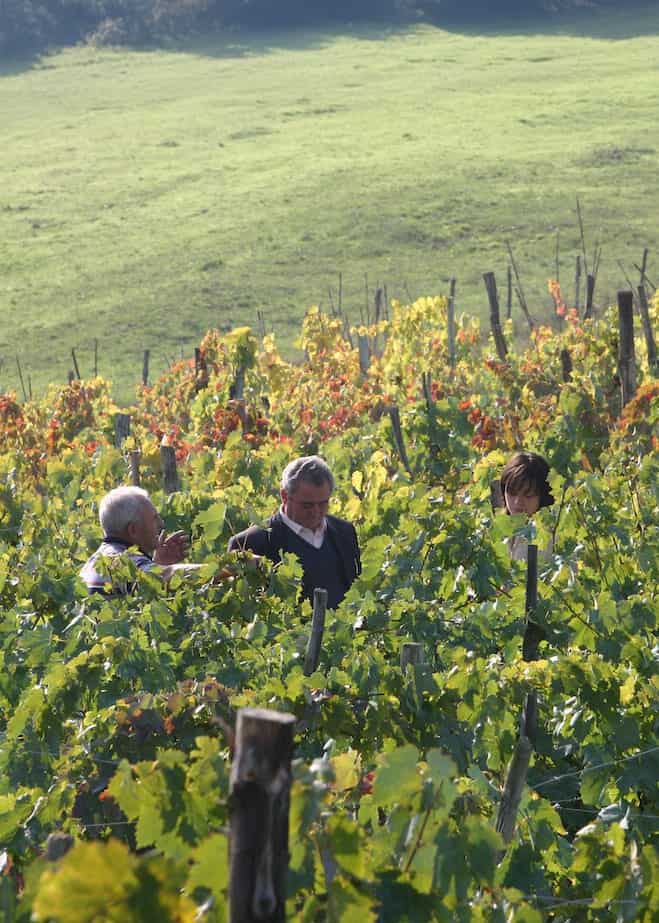 Persone tra le vigne colorate.