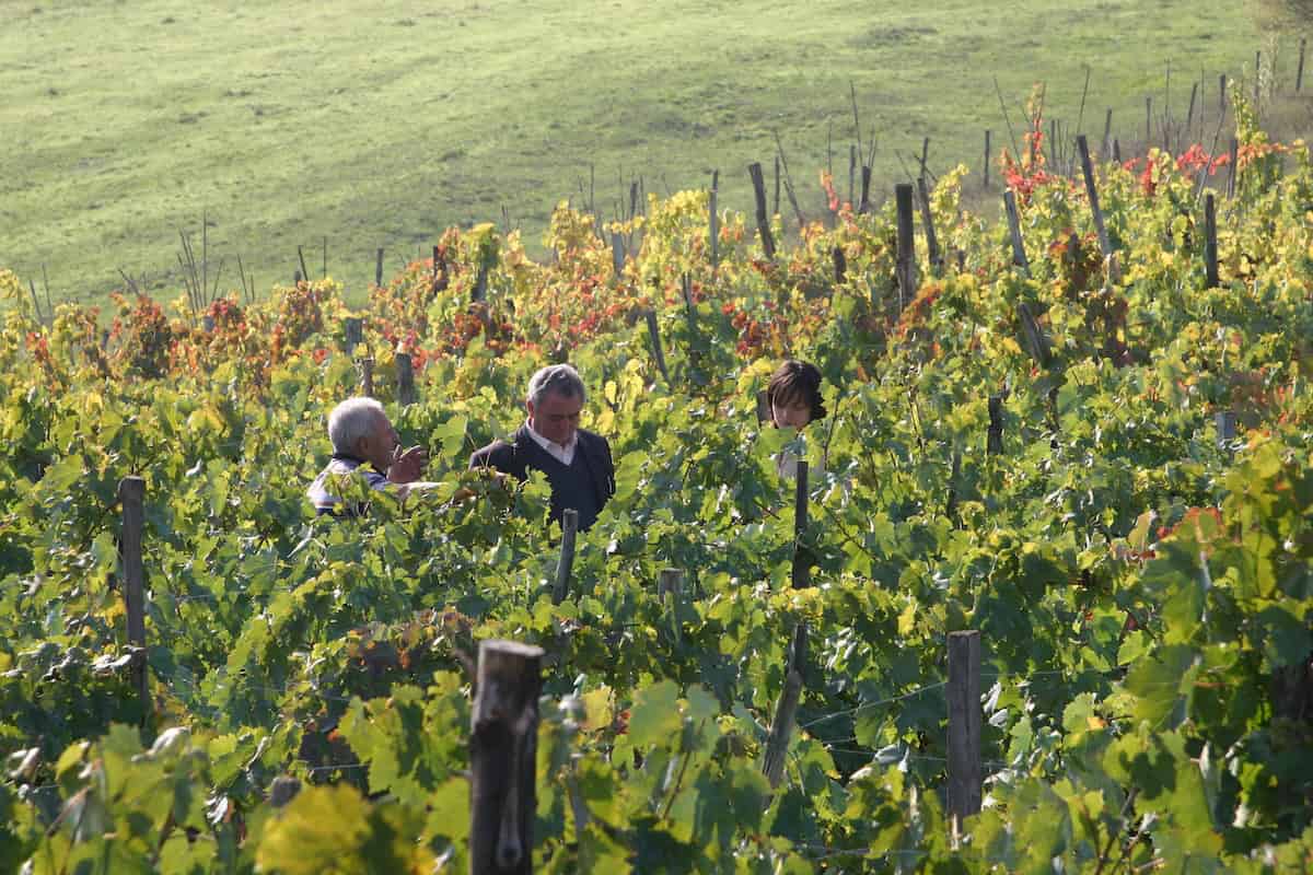 Persone tra le vigne verdi.
