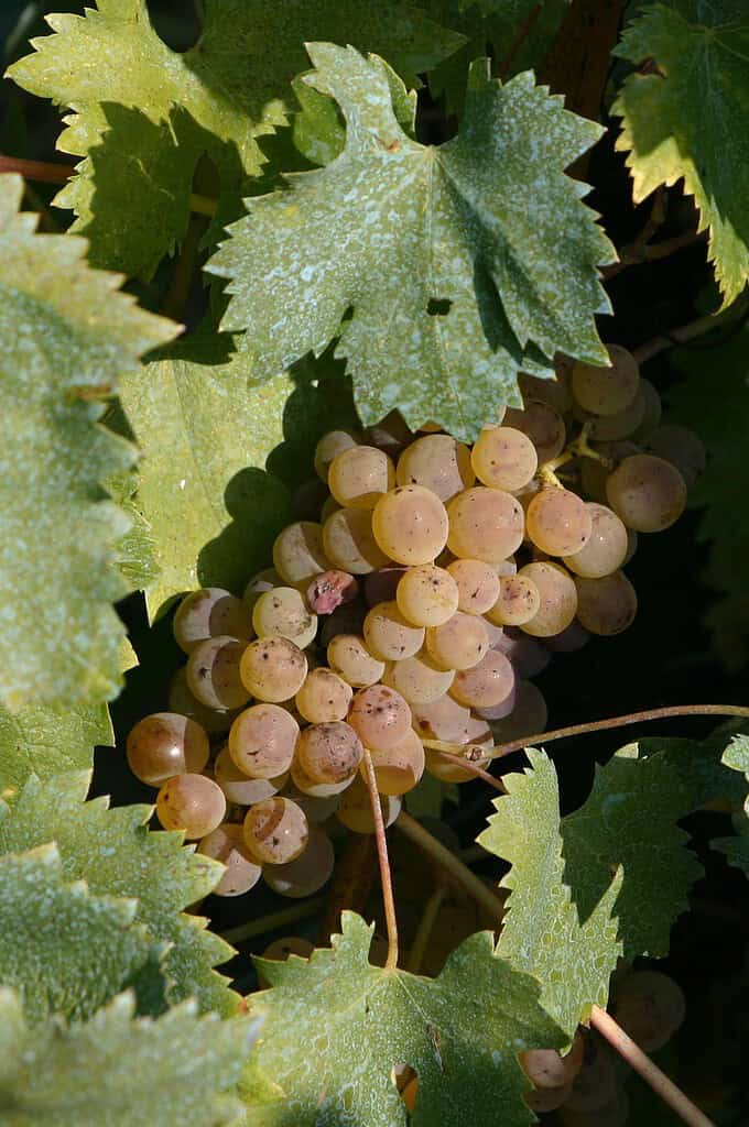 Grappoli d'uva tra le foglie