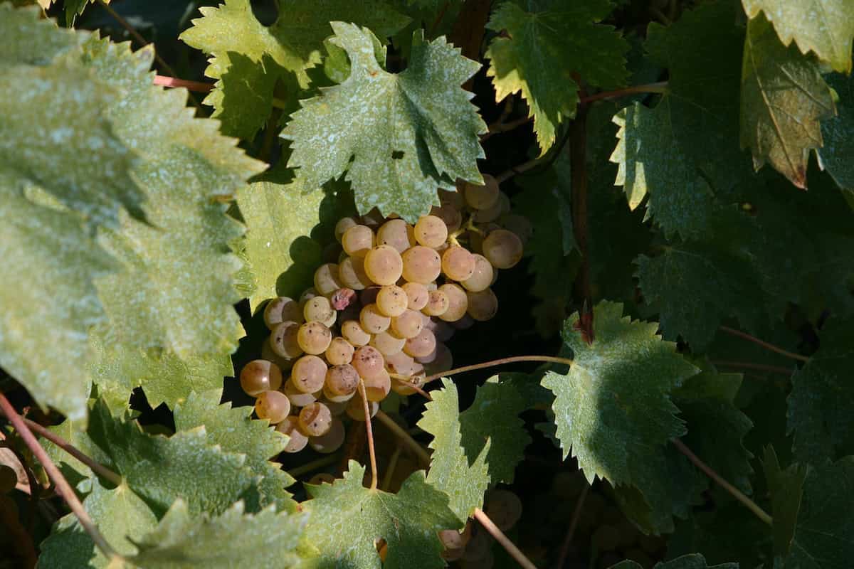 Uva bianca tra foglie verdi.