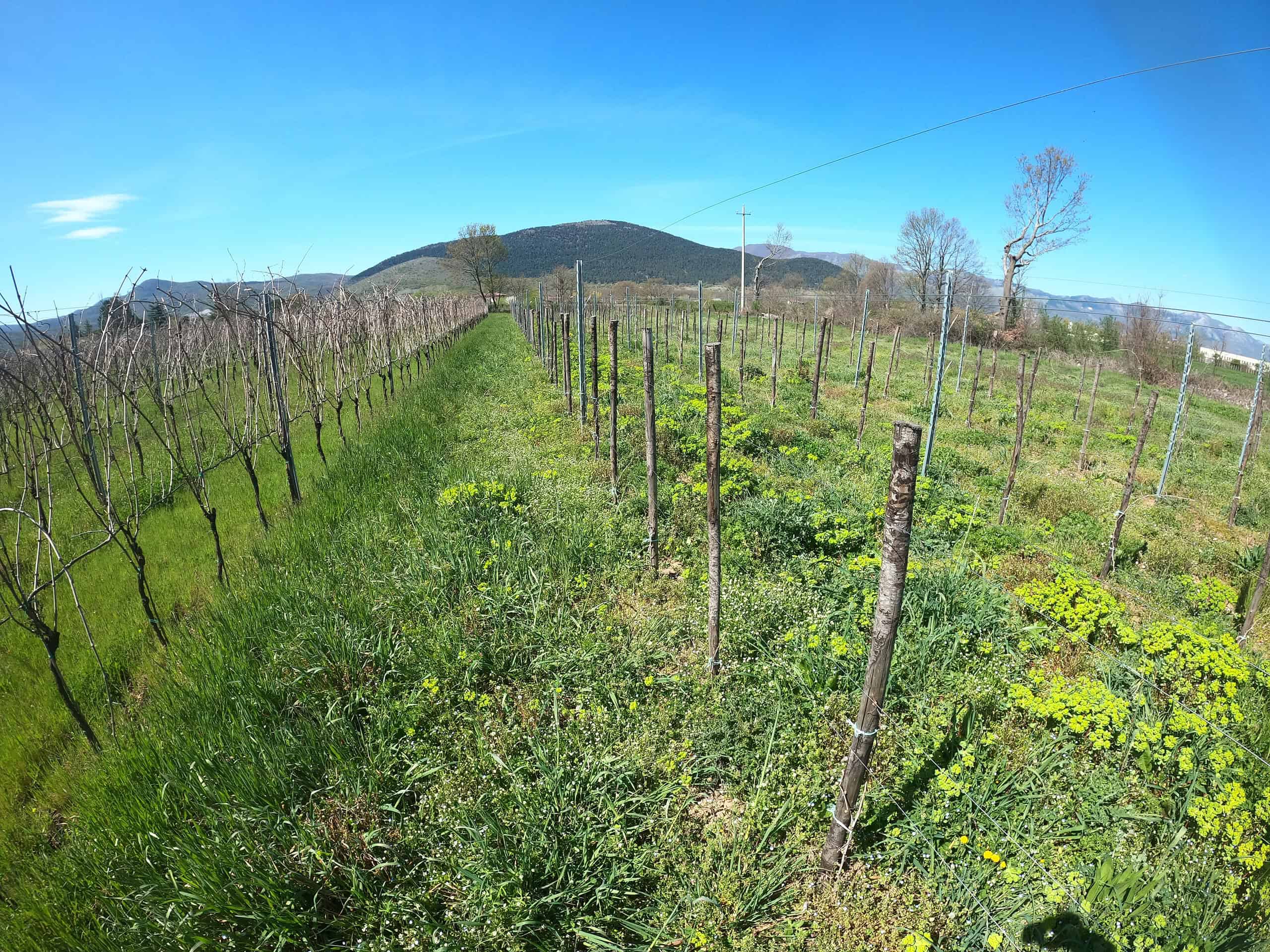 Vigneto verde sotto un cielo blu