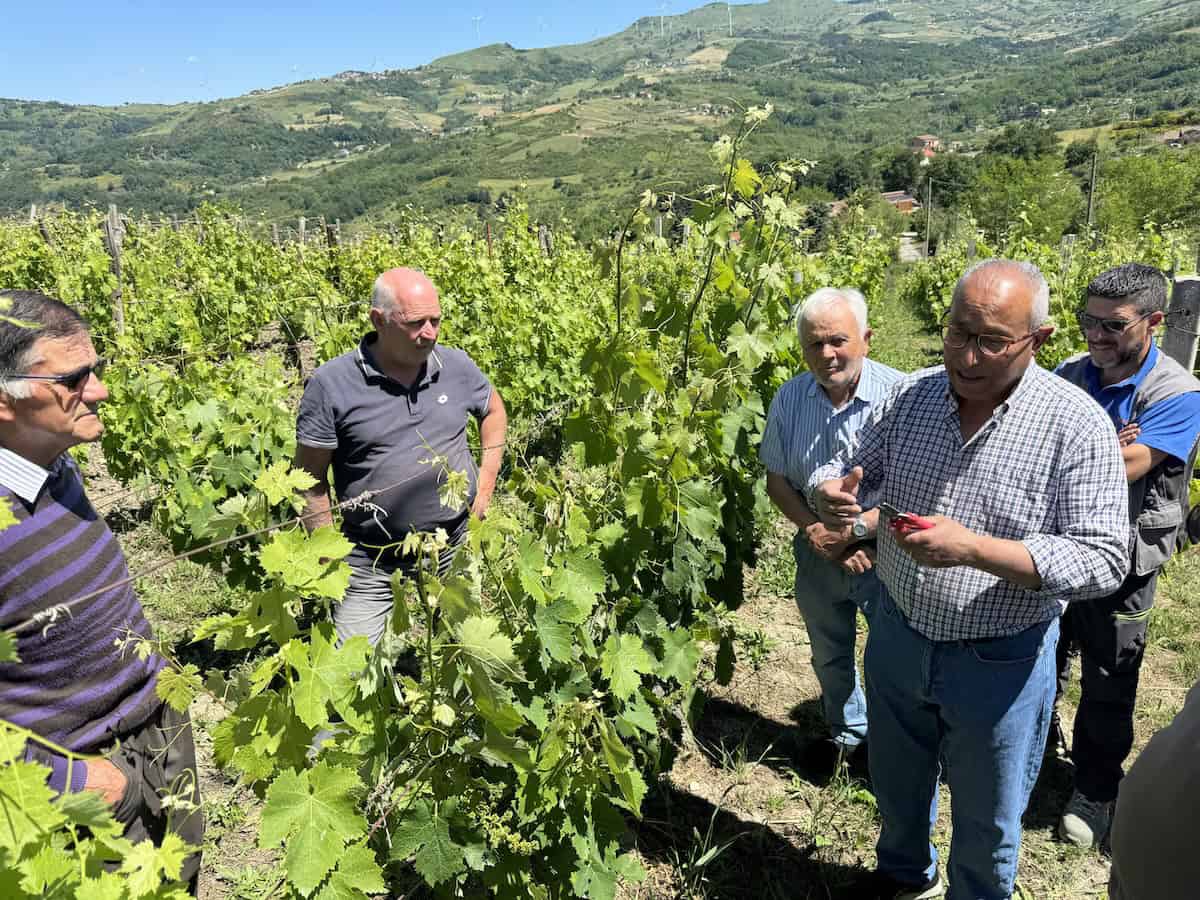 Gruppo di persone in vigna.