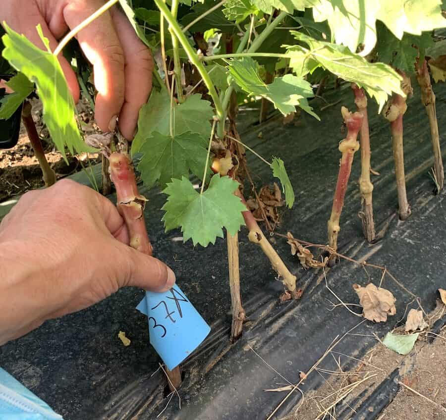 Vigna con etichetta e tralci