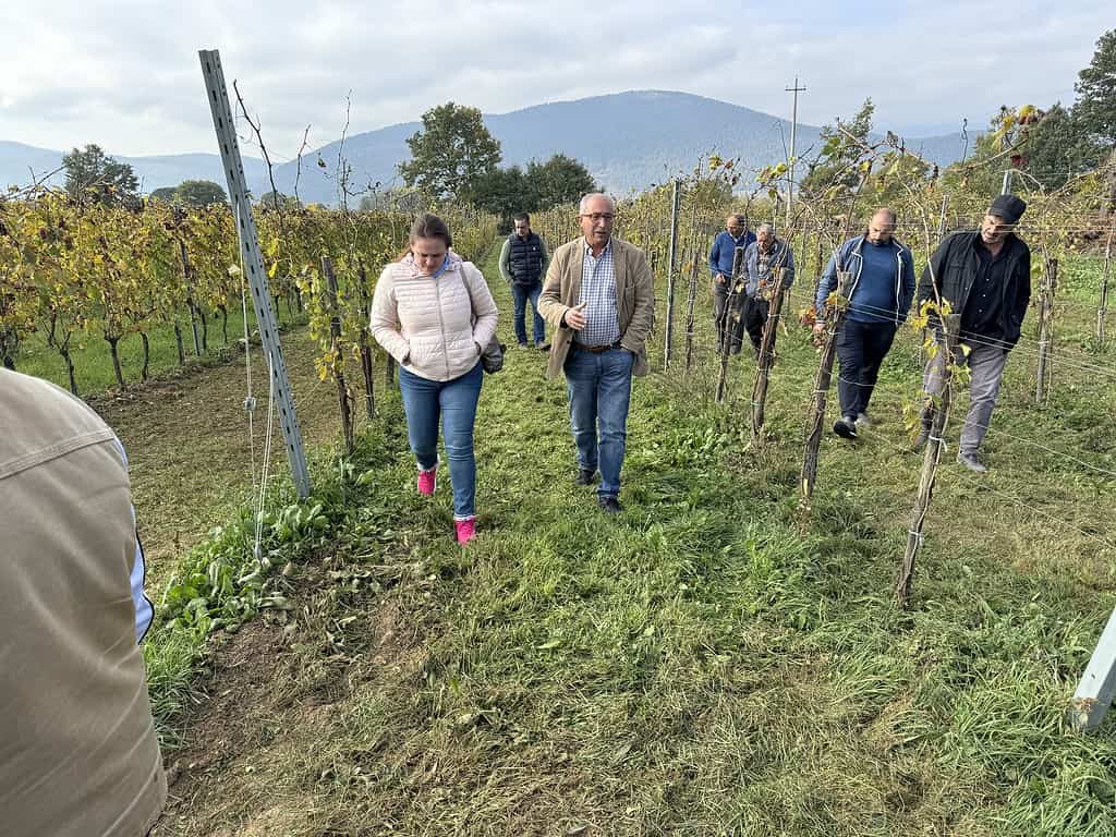Persone che camminano tra le vigne.