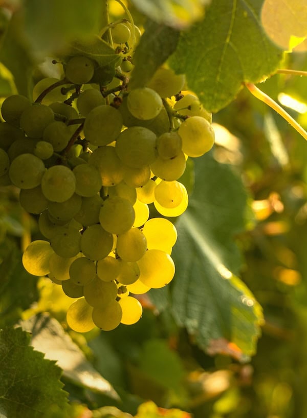 Grappoli d'uva verde al sole