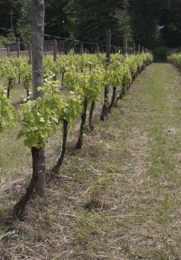 Vigneto con filari di viti verdi